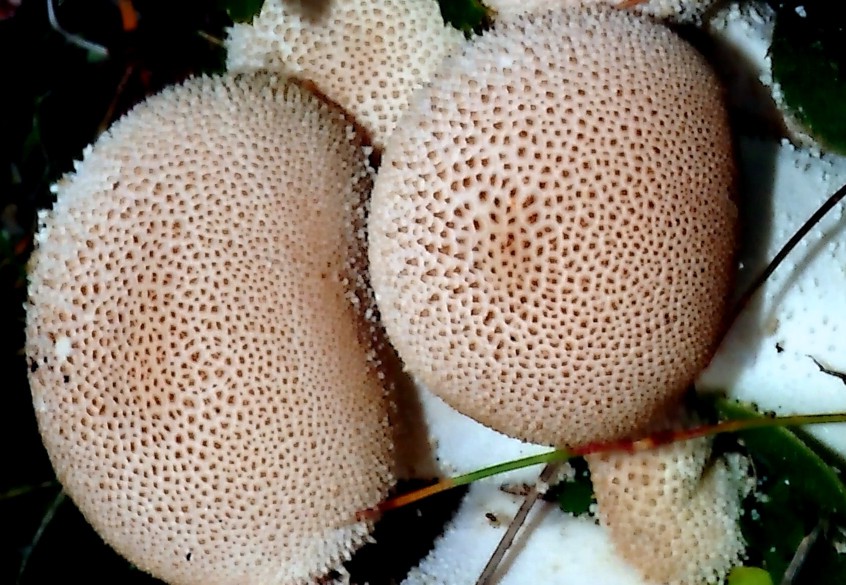 Lycoperdon da determinare